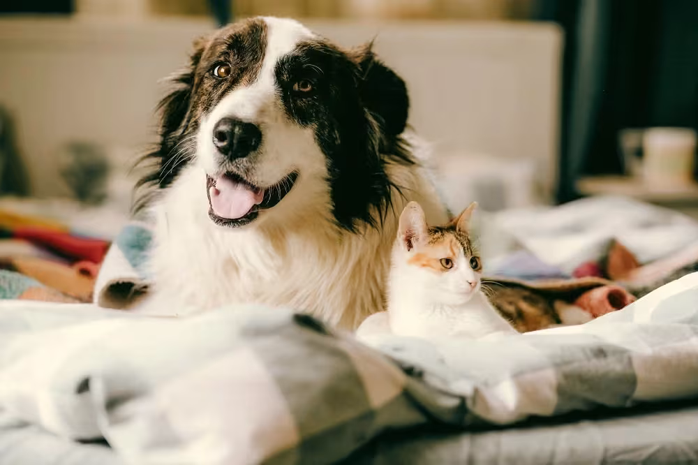 Dog and cat resting together on a bed at home