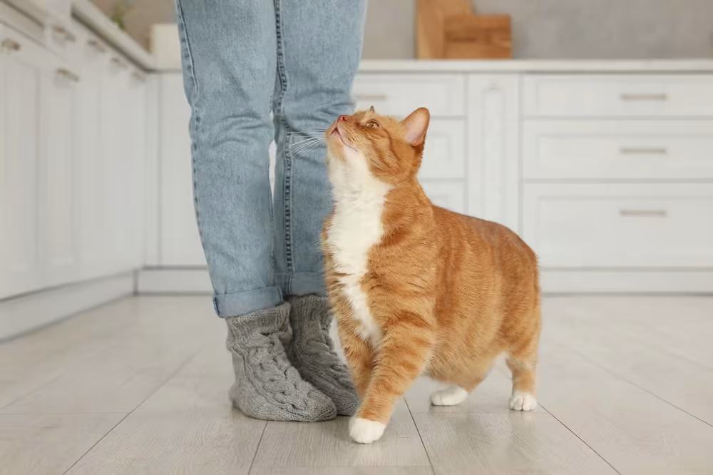 Ginger cat rubbing against its owner's leg in a white kitchen